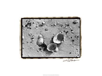 Sand Treasures IV by Laura Denardo art print