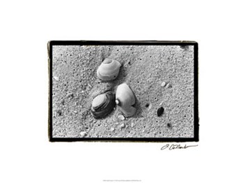 Sand Treasures V by Laura Denardo art print