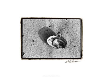 Sand Treasures VI by Laura Denardo art print