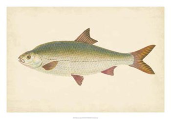 Antique Fish II by Maria Donovan art print