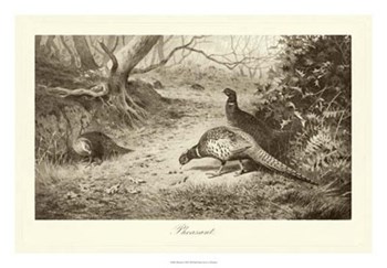 Pheasant by Archibald Thorburn art print