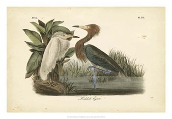Audubon&#39;s Reddish Egret by John James Audubon art print