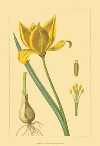 Tulipe Sauvage by Vision Studio art print