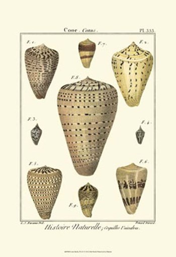 Cone Shells, Pl. 333 by Denis Diderot art print