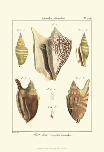 Strombe Shells, Pl. 409 by Denis Diderot art print