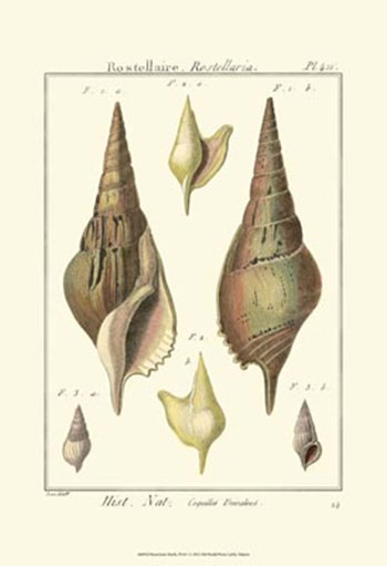 Rostellaire Shells, Pl. 411 by Denis Diderot art print