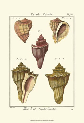 Pyrule Shells, Pl. 434 by Denis Diderot art print