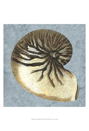 Stonewashed Shells III by Vision Studio art print