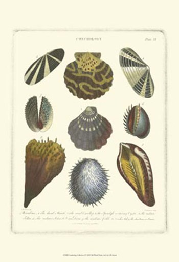 Conchology Collection I by George Wolfgang Knorr art print