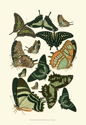 Green Butterfly Study by Vision Studio art print