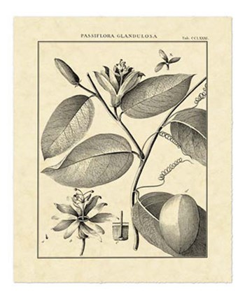 Vintage Botanical Study III by Charles Francois Sellier art print