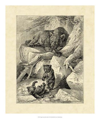 Vintage Common Brown Bear by Friedrich Specht art print