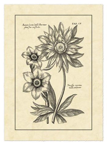 Vintage Besler I by Basilius Besler art print