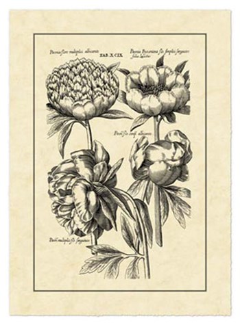 Vintage Besler II by Basilius Besler art print