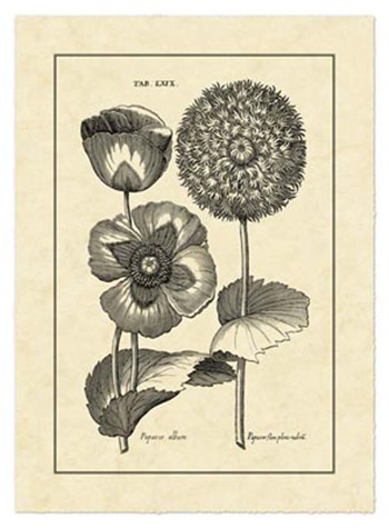 Vintage Besler III by Basilius Besler art print
