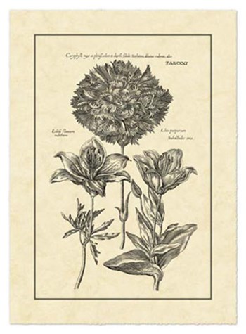 Vintage Besler IV by Basilius Besler art print