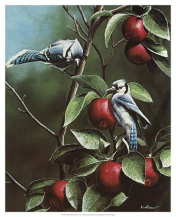 Summer Blue Jays by Kevin Daniel art print