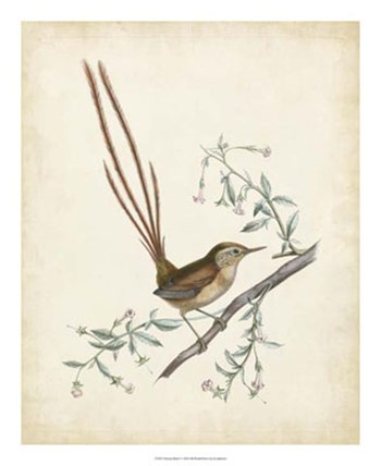 Delicate Birds I art print