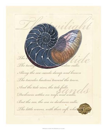 Romance of the Shell I by Vision Studio art print