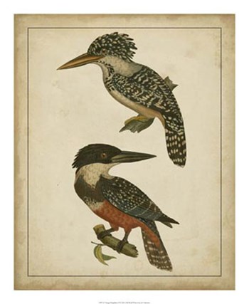 Vintage Kingfishers II art print