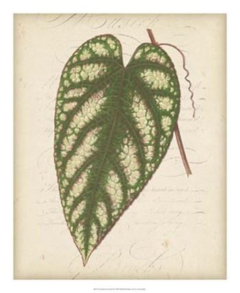 Textured Leaf Study II by Vision Studio art print