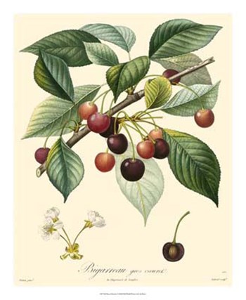 Cherries by Pancrace Bessa art print