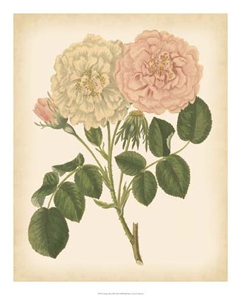 Antique Rose III art print