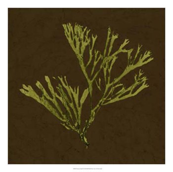 Dramatic Kelp II by Vision Studio art print