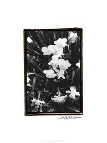 Springtime Garden V by Laura Denardo art print