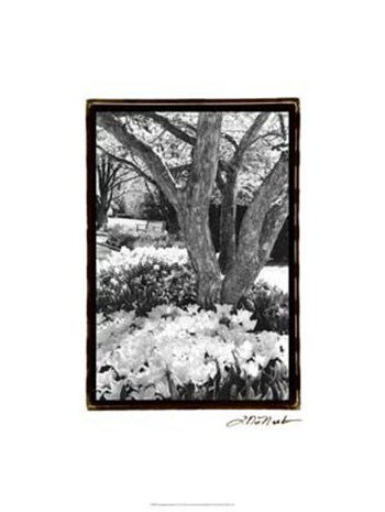Springtime Garden VI by Laura Denardo art print