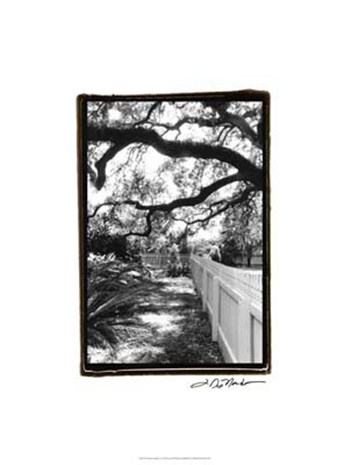 Summer Shade I by Laura Denardo art print