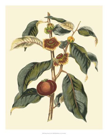 Foliage, Flowers &amp; Fruit II by Vision Studio art print