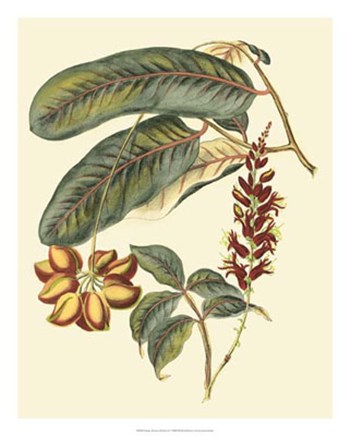 Foliage, Flowers &amp; Fruit IV by Vision Studio art print