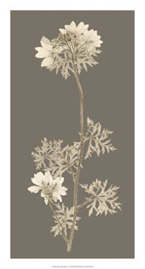Taupe Nature Study II by Vision Studio art print