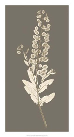 Taupe Nature Study III by Vision Studio art print