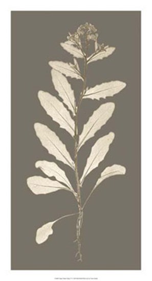 Taupe Nature Study IV by Vision Studio art print