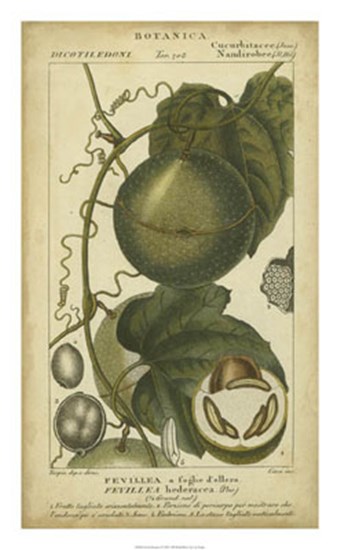 Exotic Botanica I by Pierre Jean Francois Turpin art print