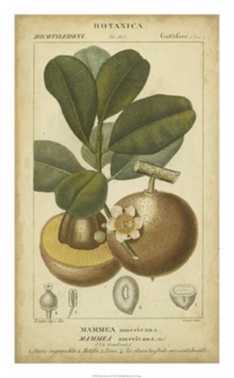 Exotic Botanica II by Pierre Jean Francois Turpin art print
