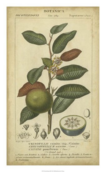 Exotic Botanica III by Pierre Jean Francois Turpin art print
