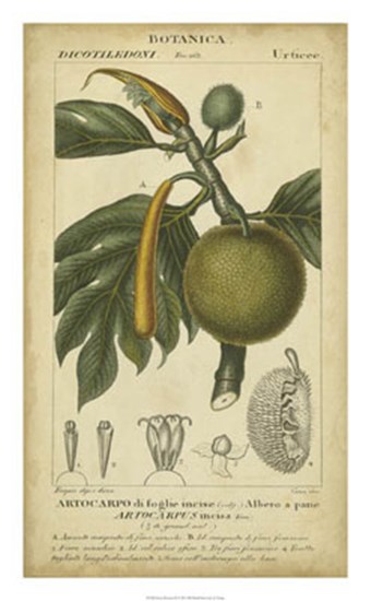 Exotic Botanica IV by Pierre Jean Francois Turpin art print