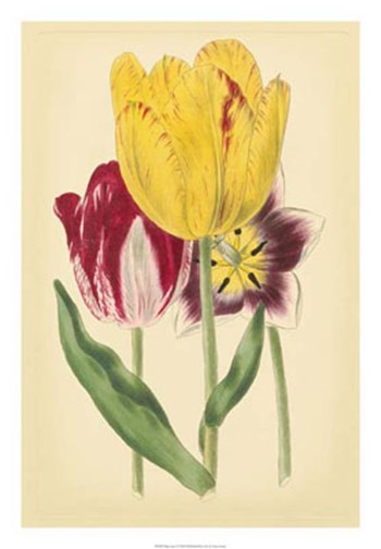 Tulip Array I by Vision Studio art print