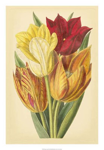Tulip Array II by Vision Studio art print