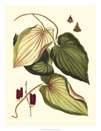 Buchoz Leaves III by Vision Studio art print