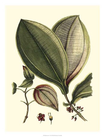 Buchoz Leaves V by Vision Studio art print