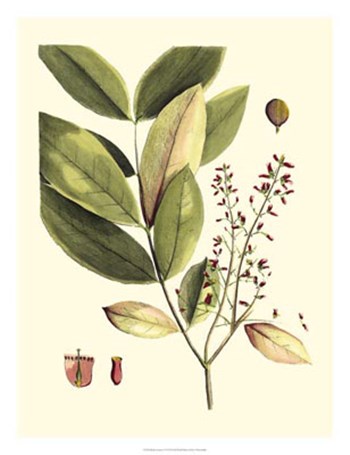Buchoz Leaves VI by Vision Studio art print