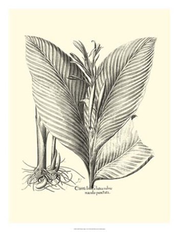 B&amp;W Besler Canna by Basilius Besler art print