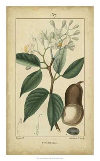 Vintage Turpin Botanical I by Pierre Jean Francois Turpin art print