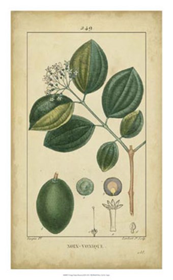 Vintage Turpin Botanical III by Pierre Jean Francois Turpin art print