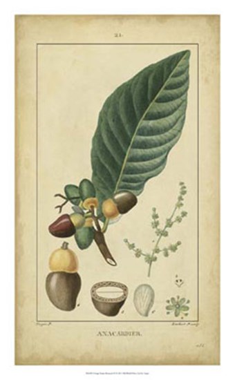 Vintage Turpin Botanical IV by Pierre Jean Francois Turpin art print