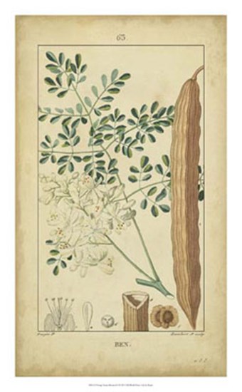 Vintage Turpin Botanical V by Pierre Jean Francois Turpin art print